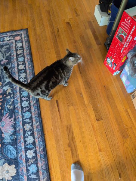 El Gato Muy Bien