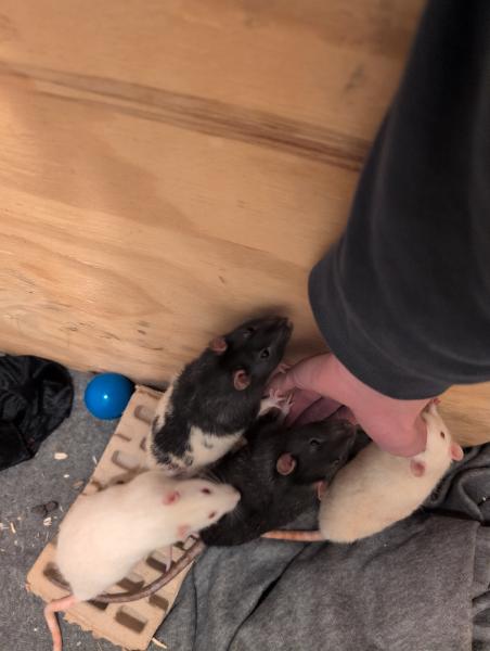 Rattiest Rats to Rat